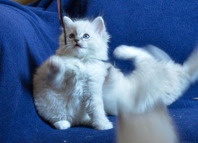ragdoll kitten at 6 wks old